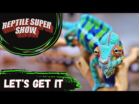 YouTube video about: When is the next reptile expo in las vegas?
