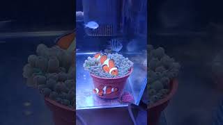 my clownfish hosting my bubble-tip anemone