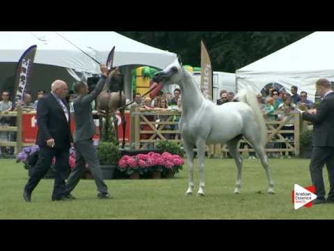 N.260 WH YORK - Bruges 2016 - Stallions 7+ years old (Class 115)