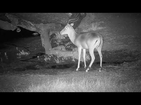 Djuma: Impala ram drinking at the pan - 01:34 - 05/21/19
