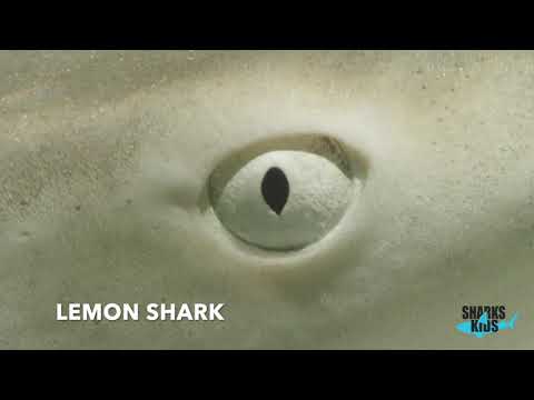 Shark Eyes
