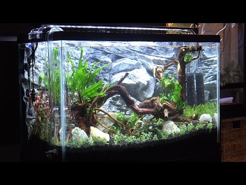 29 Gallon Freshwater Planted Aquarium Aquascaping & Setup (29G Aquascape Timelapse)