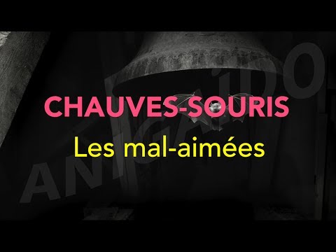 Chauves-souris, les mal-aimées