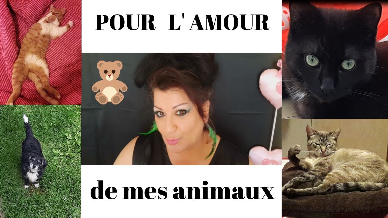 Comment avec l huile de coco je prends soins de mes animaux