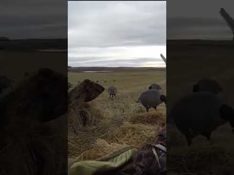 GOT ‘EM! - Goose Hunting
