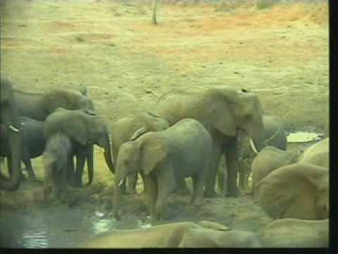 Elephant Herd Pt.1