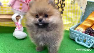ポメラニアンの動画01