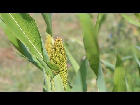 Anbauversuch Sorghum-Hirse