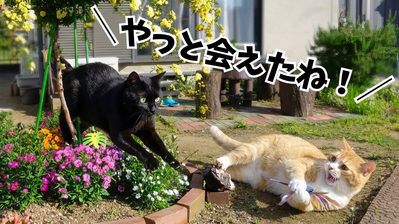 我が家の推し猫２匹！同じ屋根の下だけど対面したことのない猫たちがついに…！？【HitPaw FotorPea】