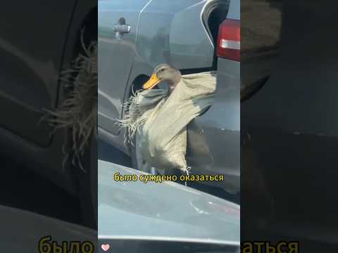 This duck changed its fate of being slaughtered through courage. #duck #rescue #youtubeshorts