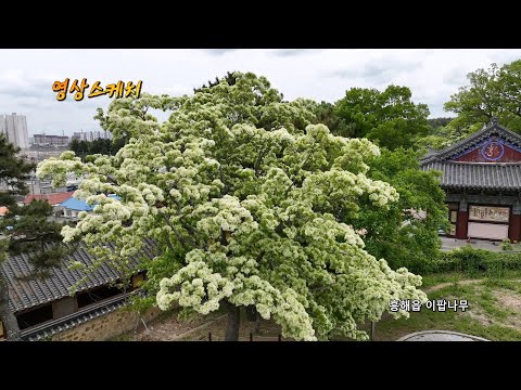 흥해읍 이팝나무