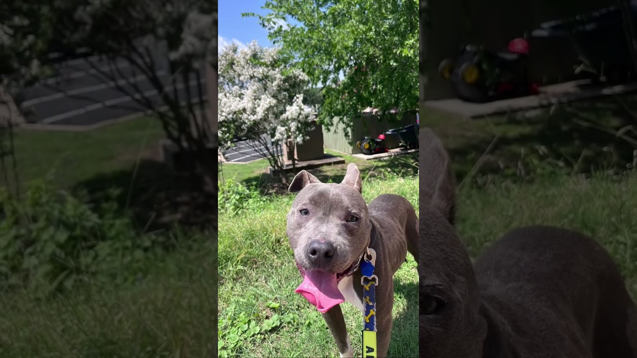 James, a ADOPTABLE mixed breed in Austin, TX video 6/6