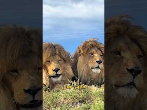 قصة نوتش الاب