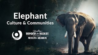 Varsity Tutors' StarCourse - Elephant Culture & Communities presented by Wonders of Wildlife