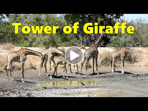 A Tower of Giraffe at a Waterhole
