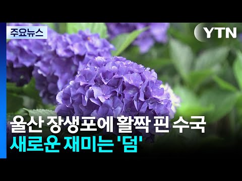 울산 장생포에 활짝 핀 수국...새로운 재미는 '덤' / YTN