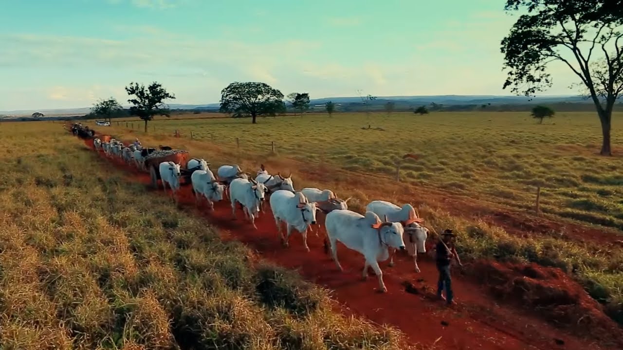 Filme - BOI CARREIRO (Carro de Boi)