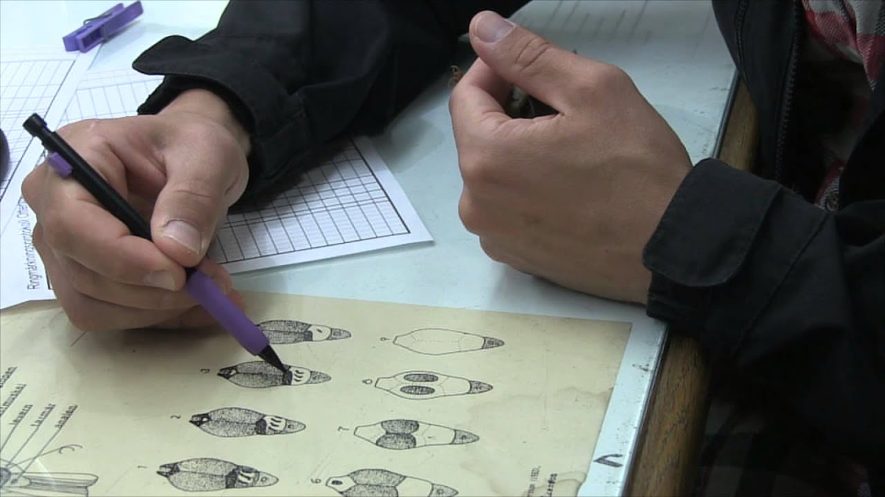 Hands marking bird-ringing data on a chart during the Goldcrest research at Ottenby. Photo: Zayera Khan.