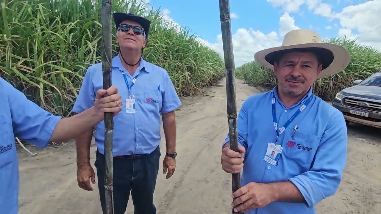 O que a Industrial Porto Rico, em Alagoas, faz para ter canaviais com estimativa de até 160 t/ha