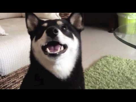 來寶要吃飯！給我傳上來！(原發表者:babycat_tw)(影片)