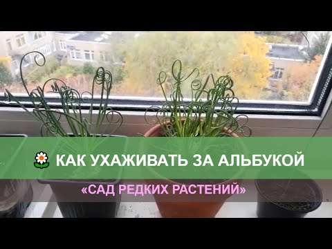 Альбука спиральная: разновидности, особенности выращивания