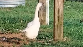 Cats Are Liquid: ALitS (Extra)