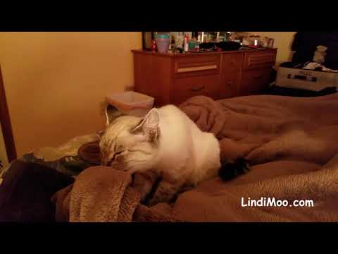 Male Siamese Cat Suckles Nurses on Blanket