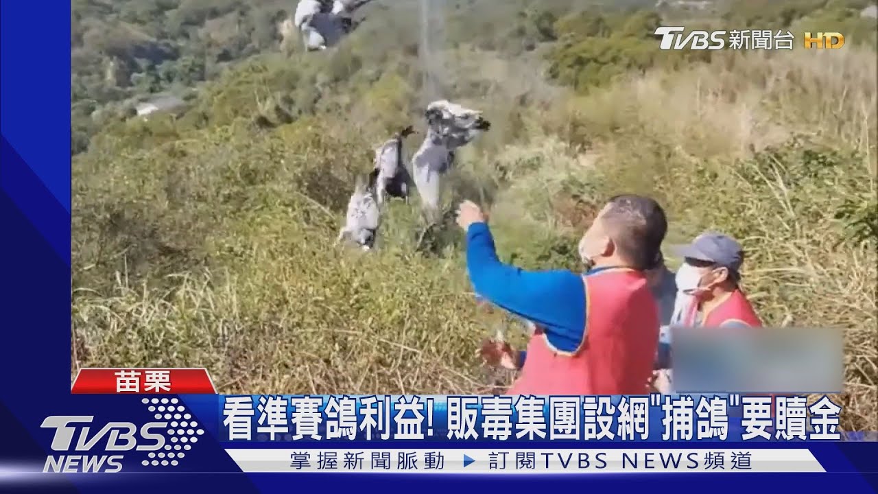 看準賽鴿利益!販毒集團設網「捕鴿」要贖金