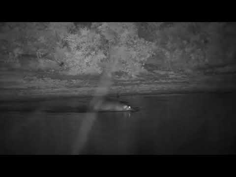 Djuma: Hippo returns to dam and is very playful - 21:20 - 10/30/2023