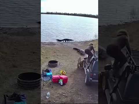 I Felt Eyes Everywhere — Crocodiles Locked Onto the Campsite!