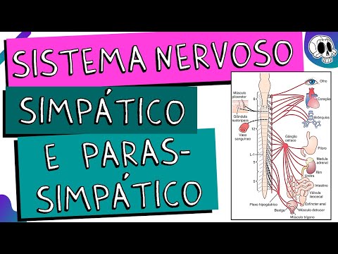 Autonomic Nervous System | Sympathetic and Parasympathetic
