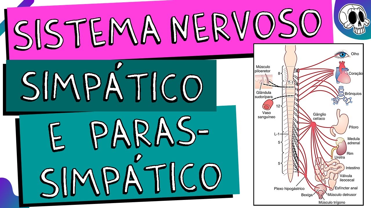 Sistema Nervoso Autônomo | Simpático e Parassimpático