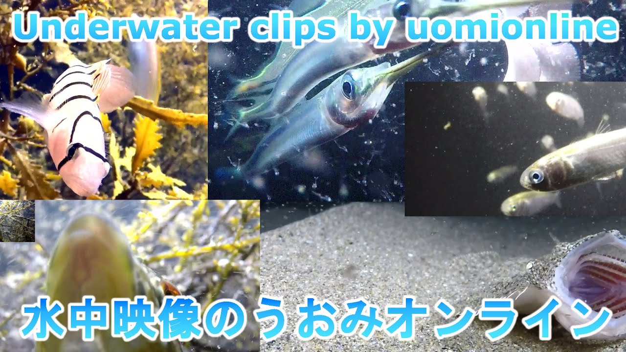 【水中カメラライブ】福井の海から釣り餌三種盛り　今回は常夜灯の真下にて