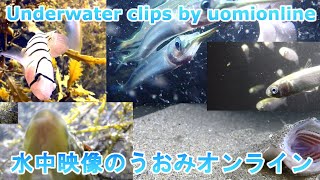 【水中カメラライブ】福井の海から釣り餌三種盛り　今回は常夜灯の真下にて