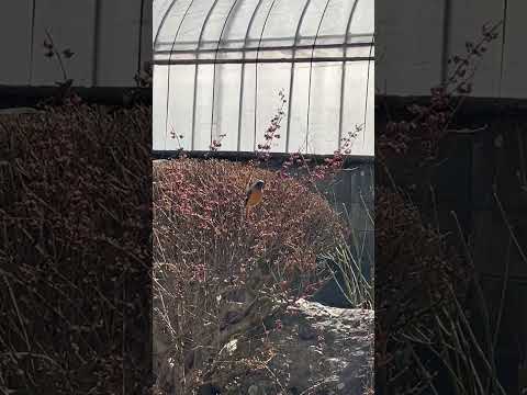 なぜ鶏や野鳥の餌箱に砂を入れるのでしょうか？  庭園