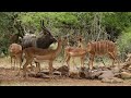 Exploring South Africa S Nyala Bull And Impalas In The Wild On Africanwildlifeonline
