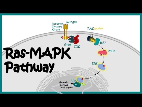 Ras-MAPK pathway | Ras-MAPK in cancer | The MAP Kinase (MAPK) signalling pathway