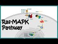 Ras MAPK Pathway Ras MAPK In Cancer The MAP Kinase MAPK Signalling Pathway