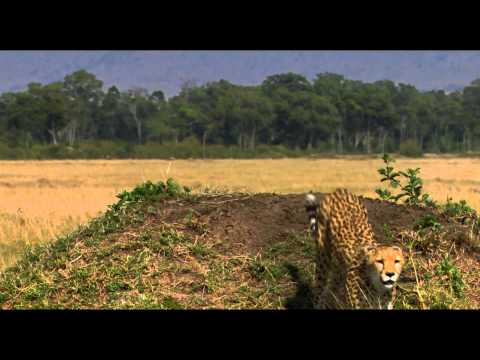 African Cats (TV Spot 'Real Life Lion King')