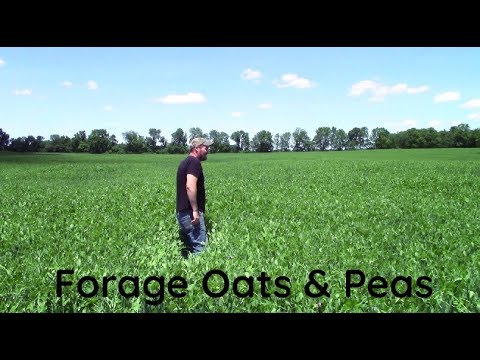 Cutting Peas and Oats for Silage