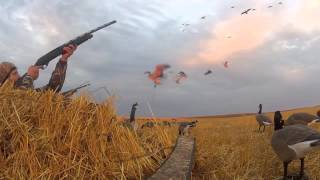 North Dakota goose hunting with hang loose outdoors
