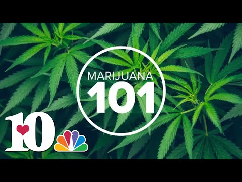 Marijuana 101: Is marijuana a gateway drug?