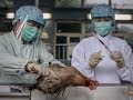 Птичий грипп H7N9 добрался до Гонконга (новости) 
