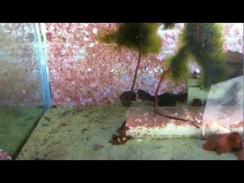 POW! Mantis Shrimp Testing A Snail