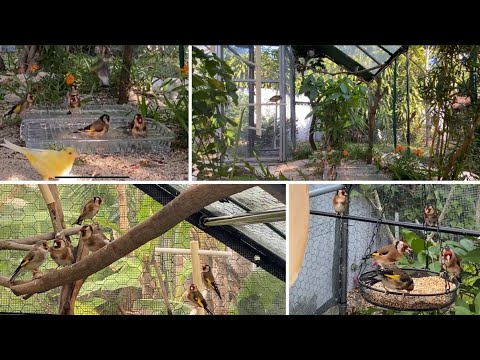 A los Jilgueros les va de Lujo en la Pajarera