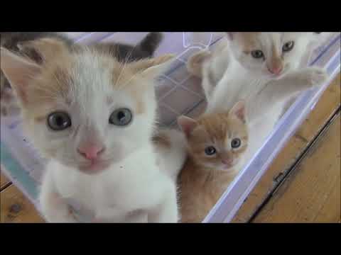 This is why Cat is the Most Cute Animal (Cute and Funny Cat Videos Compilation 2021) #2