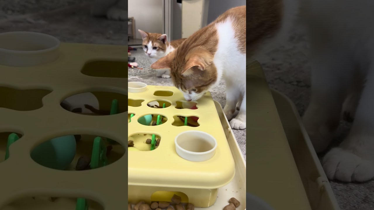 Enlarge Remus, a Adoptable Domestic Short Hair in Nowata, OK video 6/6