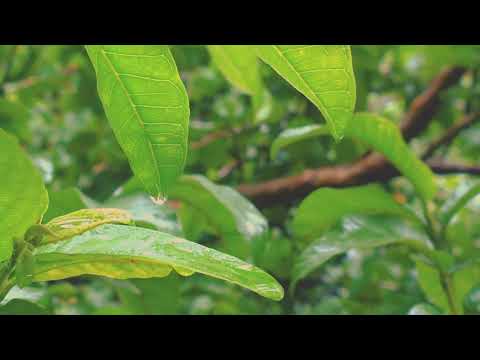 Sos Amazônia (part. Simone Guimarães E Cristina Saraiva) - Alexandre Saraiva