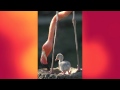 Flamingo Hatching Sequence