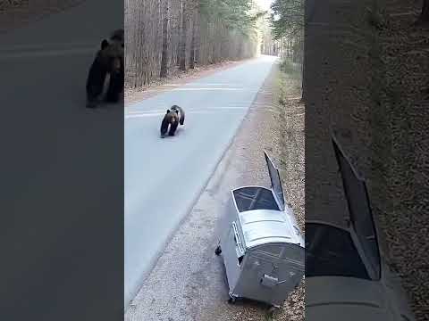 بين صدمة الضربة الأولى وصمت الغابة، كانت عناية الله تحيط به وتحميه #shorts #ytshorts